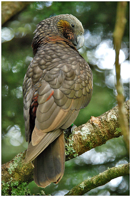 New Zealand Kakaadult