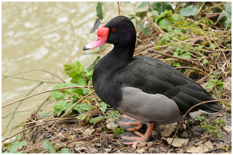 Rosy-billed Pochard male adult