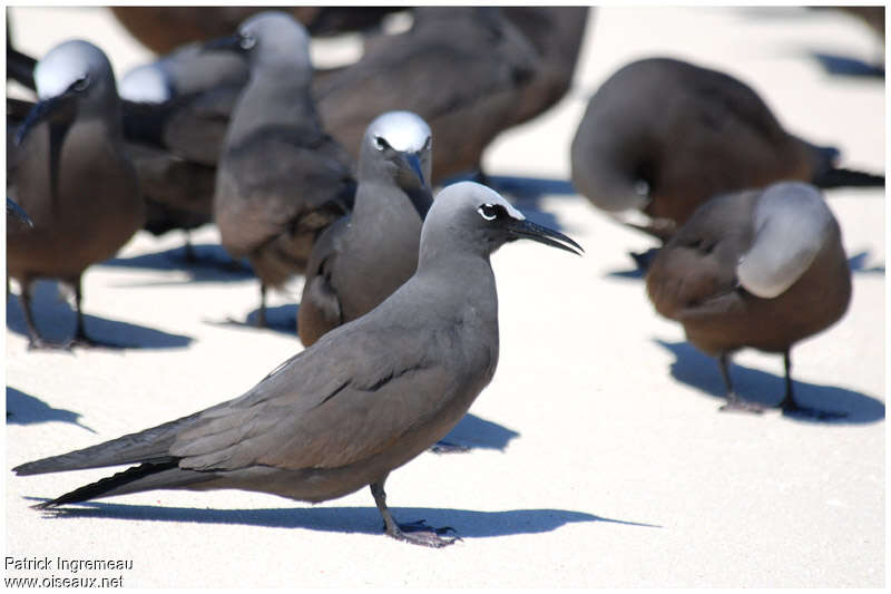 Brown Noddyadult, identification