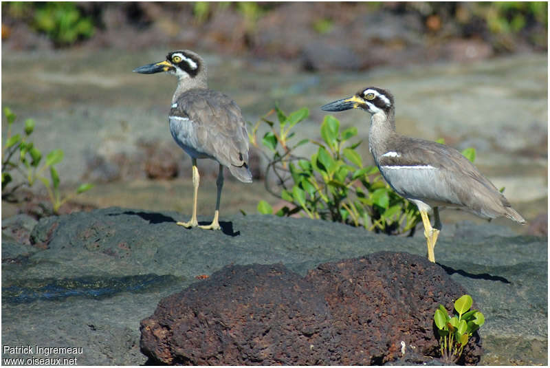 Beach Stone-curlewadult