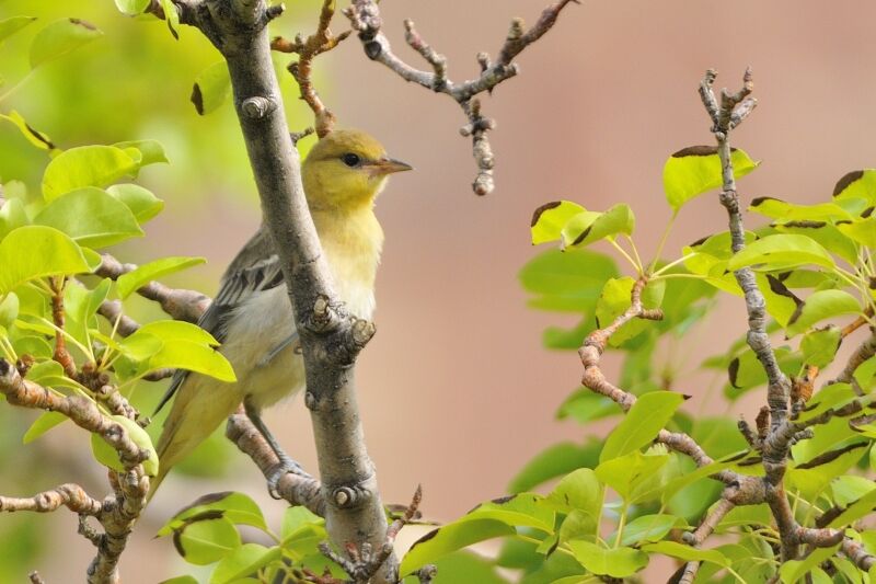 Oriole de Bullock