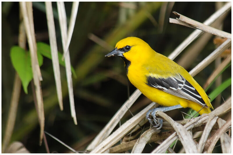 Oriole jauneadulte