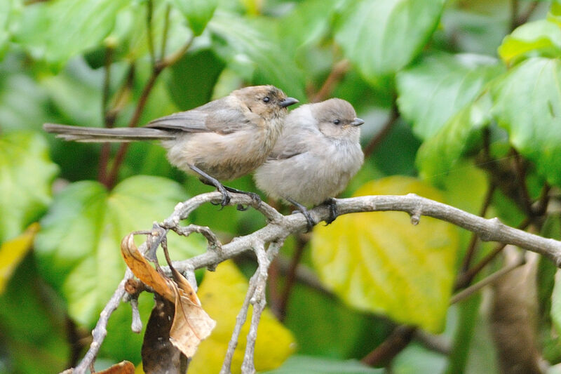 American Bushtitadult