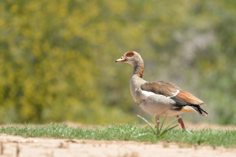 Egyptian Gooseadult