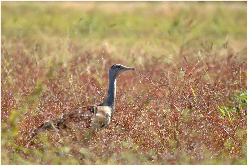 Australian Bustard