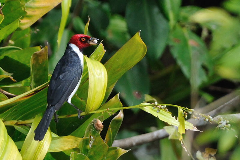 Red-capped Cardinaladult, identification