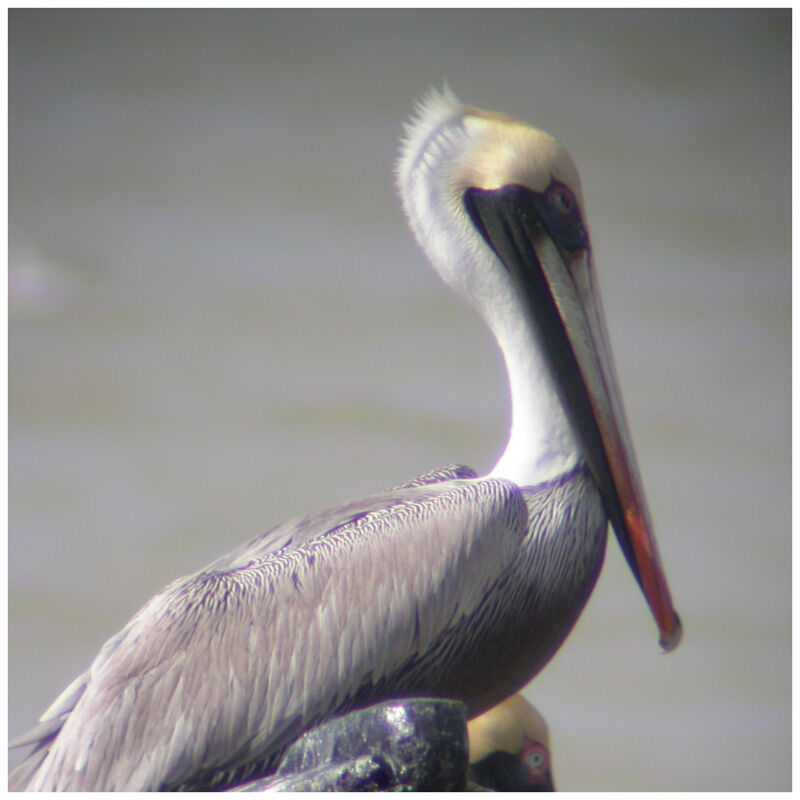 Brown Pelicanadult