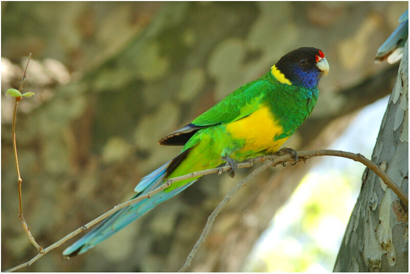 Australian Ringneckadult, identification