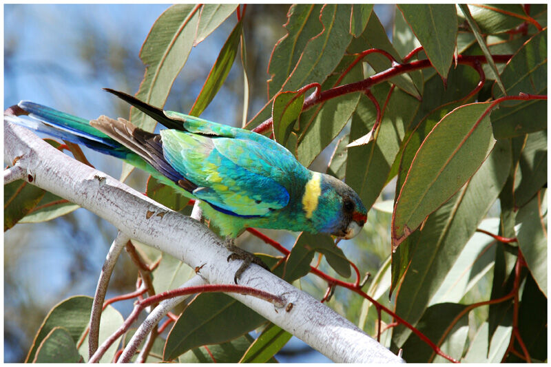 Australian Ringneckadult