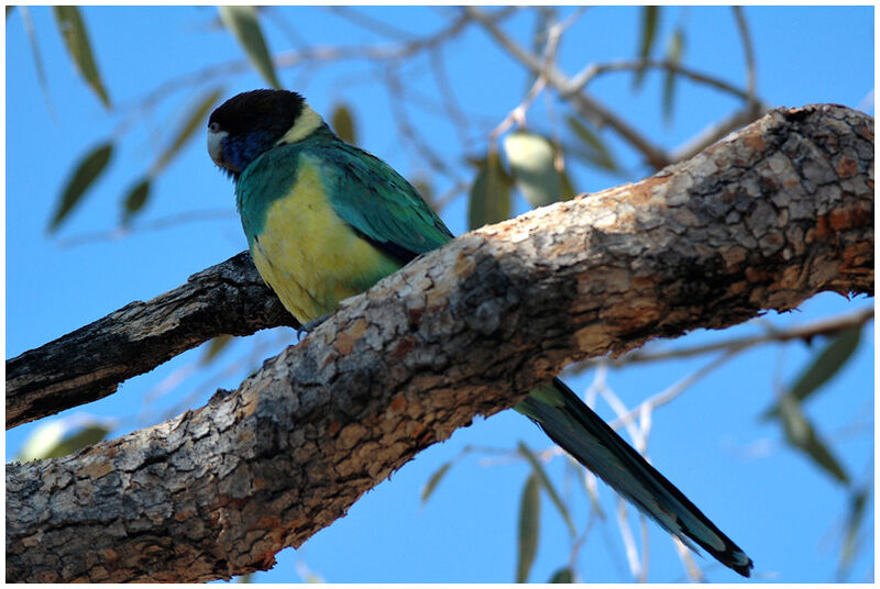 Australian Ringneck