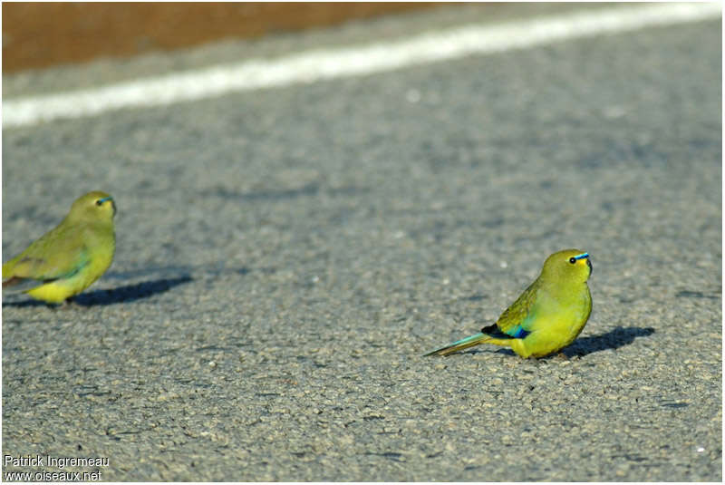 Elegant Parrot female adult, identification