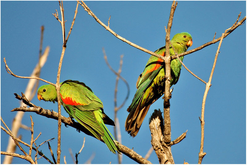 Red-winged Parrot female adult