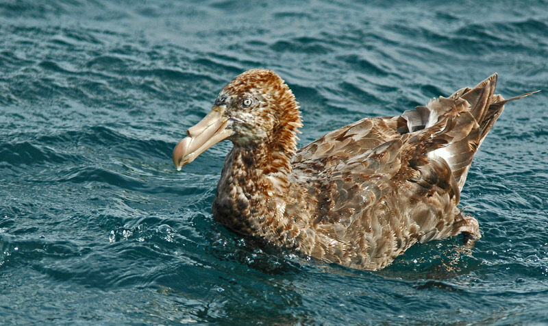 Northern Giant Petrel