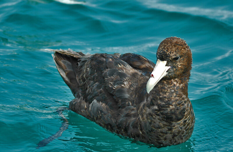 Southern Giant Petrel