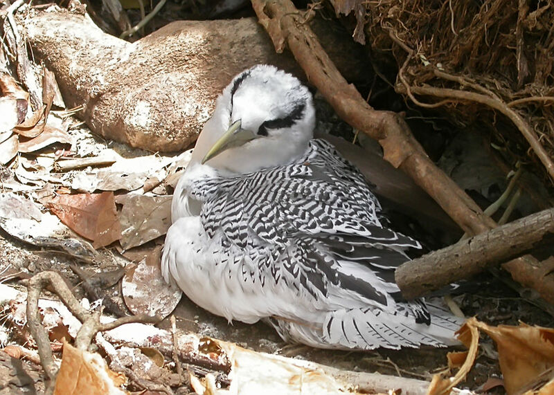 Red-billed Tropicbird