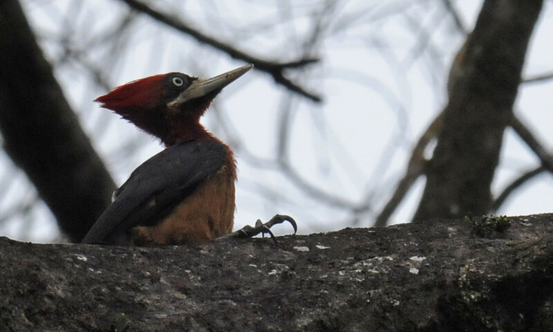 Red-necked Woodpecker