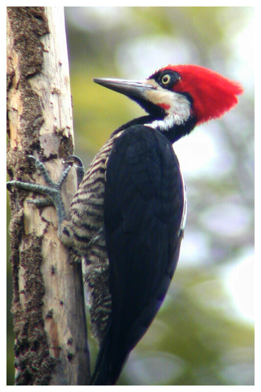 Crimson-crested Woodpecker female adult