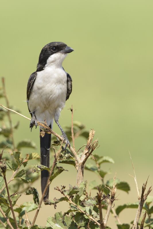 Long-tailed Fiscaladult