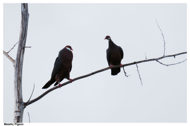 Metallic Pigeon adult