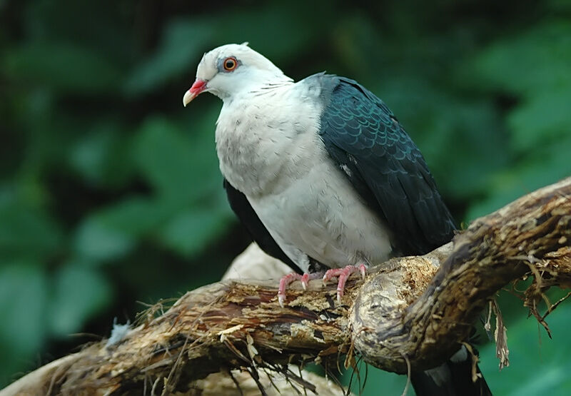 Pigeon leucomèle