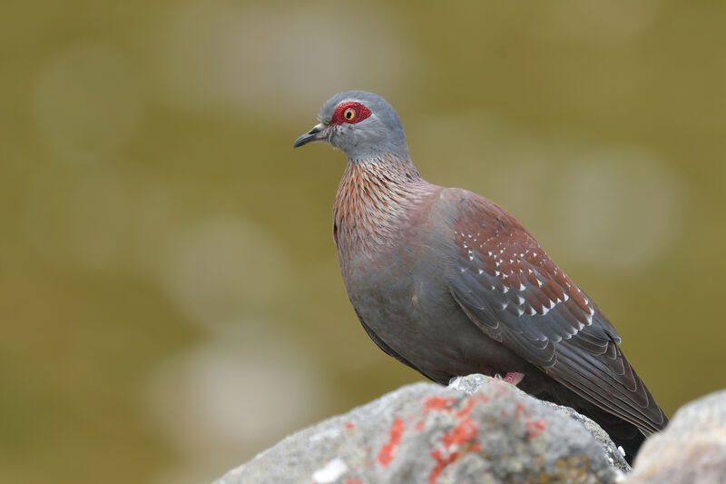 Speckled Pigeonadult