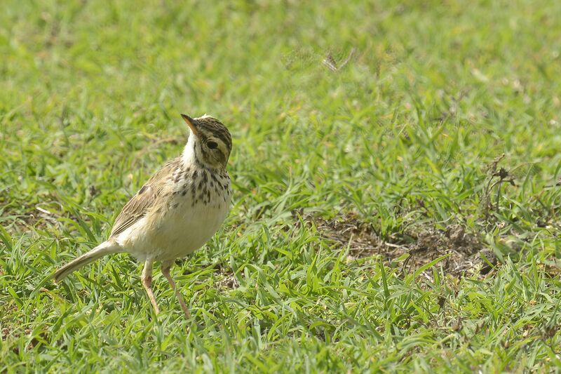 African Pipitadult