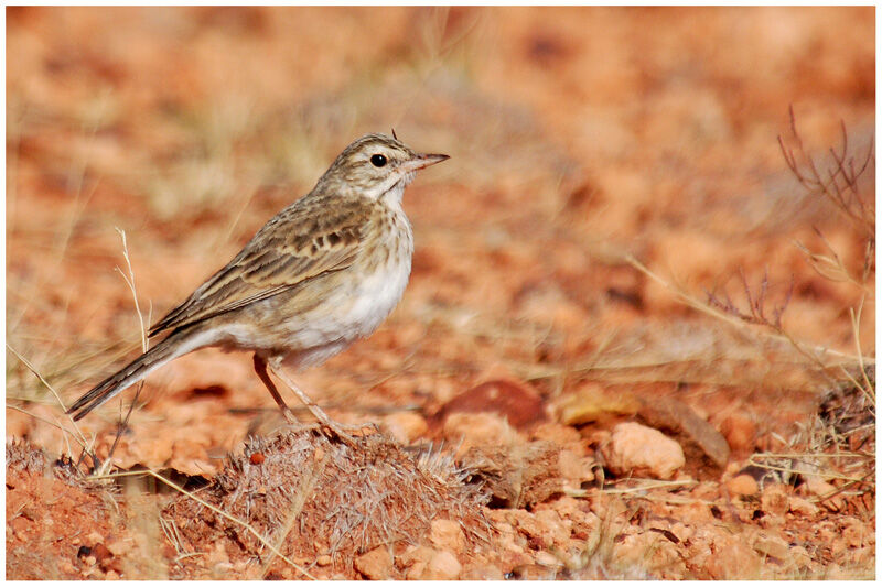 New Zealand Pipit