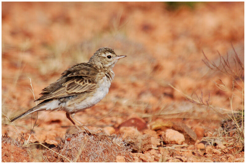 Pipit australadulte