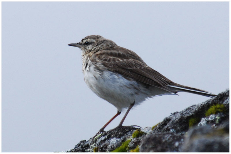 Pipit australadulte