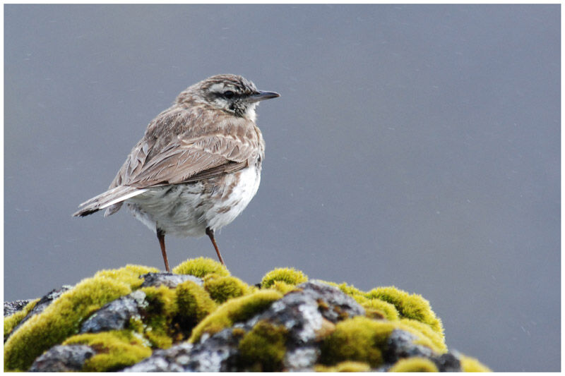 New Zealand Pipitadult