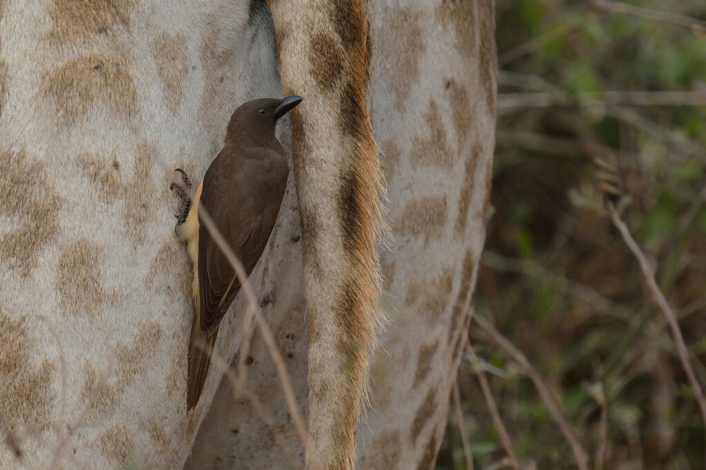 Yellow-billed Oxpeckerjuvenile