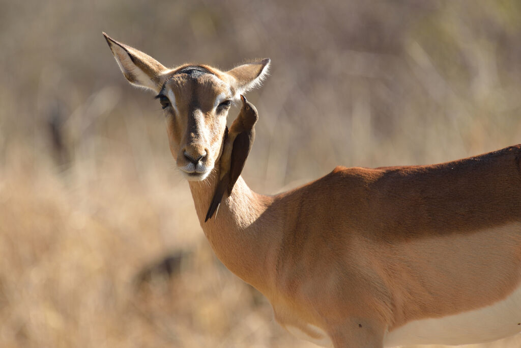 Red-billed Oxpeckerjuvenile