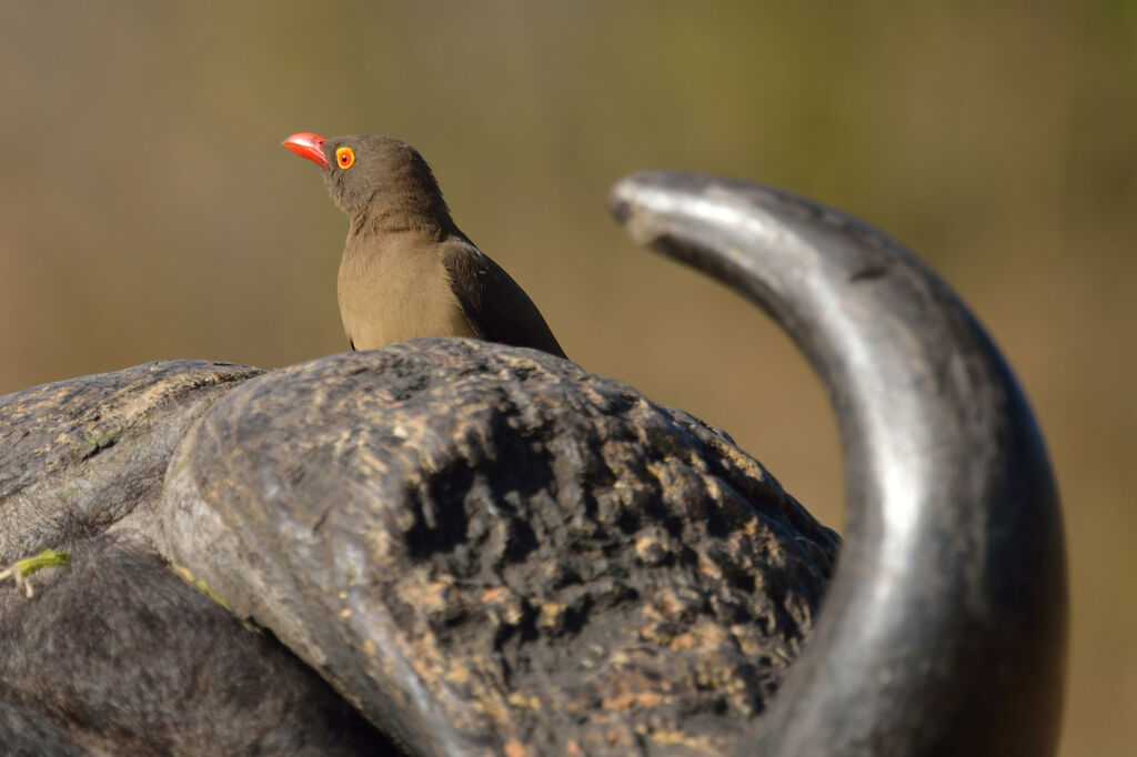 Red-billed Oxpeckeradult
