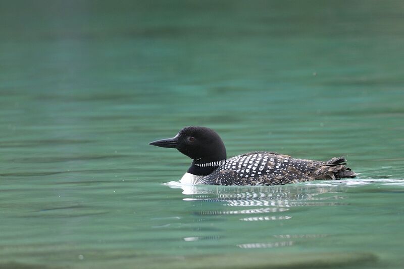 Common Loonadult