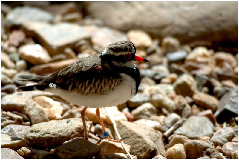 Black-fronted Dotterel