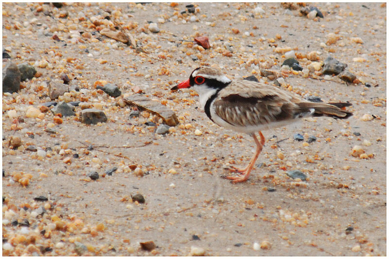 Black-fronted Dottereladult