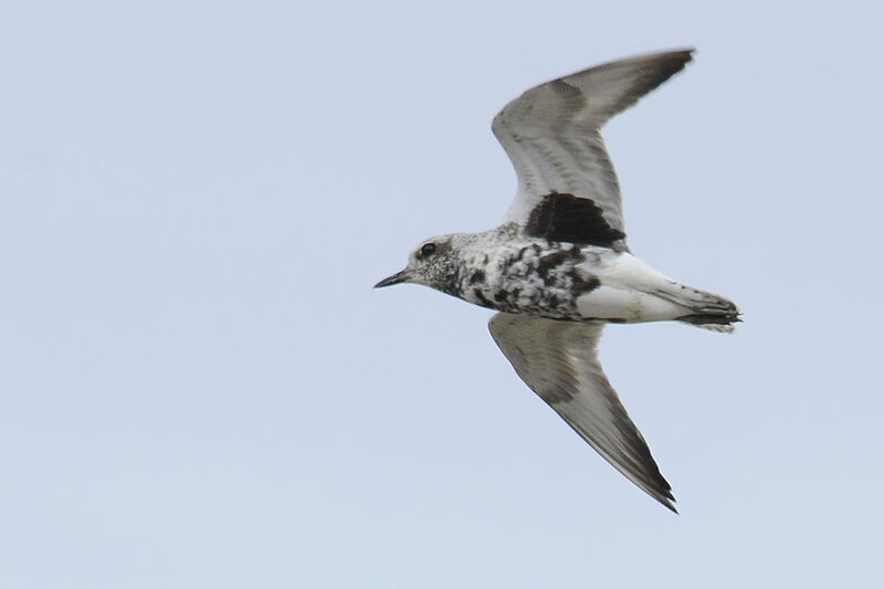 Grey Ploveradult post breeding