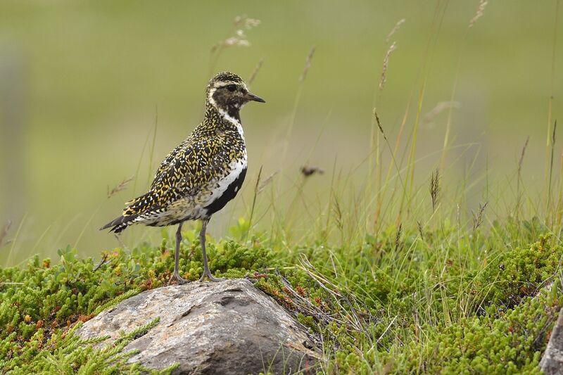 European Golden Ploveradult breeding, identification