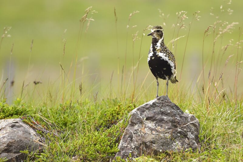 European Golden Ploveradult breeding, identification