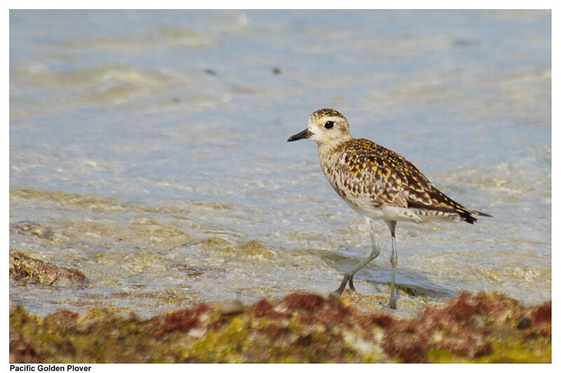 Pacific Golden Ploveradult post breeding