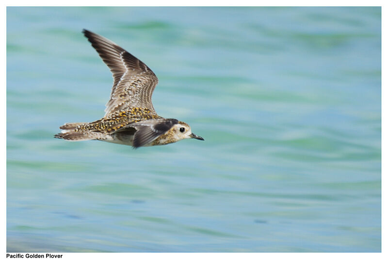 Pacific Golden Ploveradult post breeding