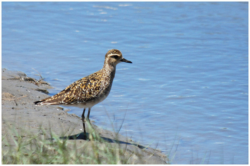 Pacific Golden Ploveradult post breeding