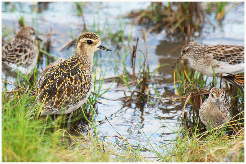 Pacific Golden Ploveradult post breeding