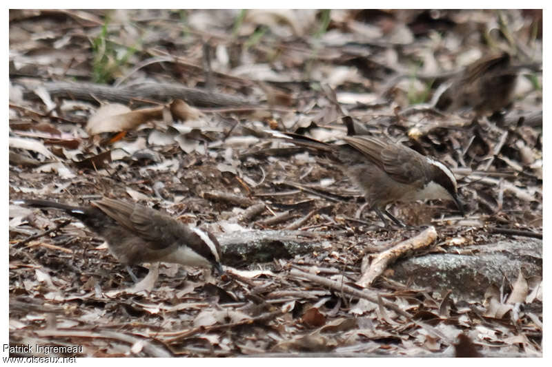 White-browed Babbleradult