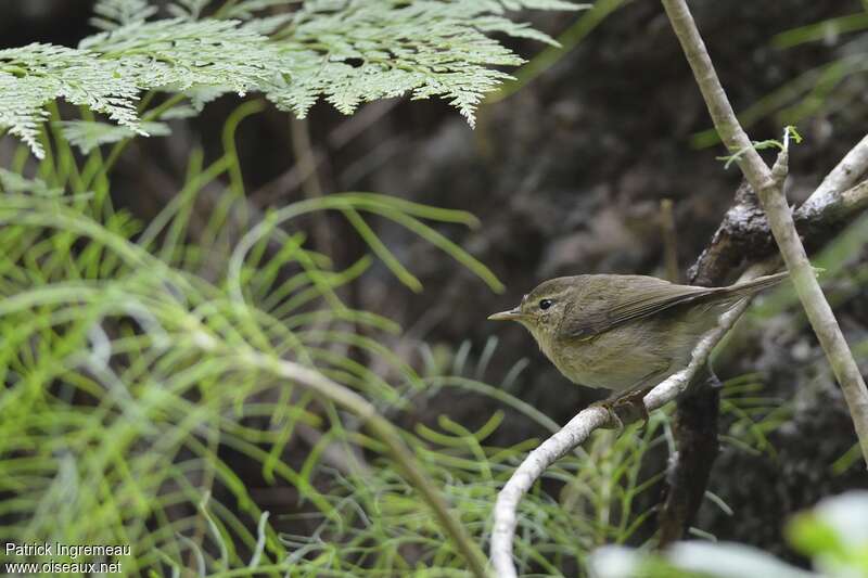 Canary Islands Chiffchaffadult, habitat, pigmentation