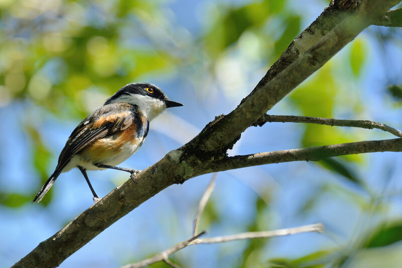 Cape Batis male adult