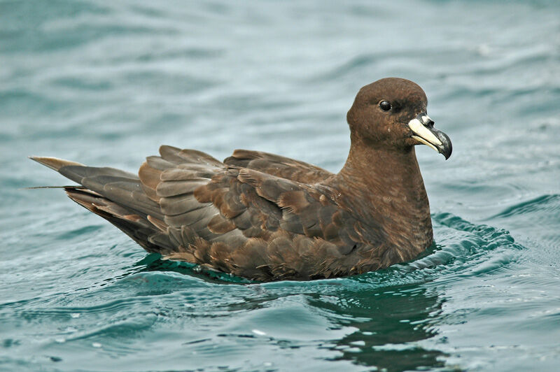 Westland Petrel