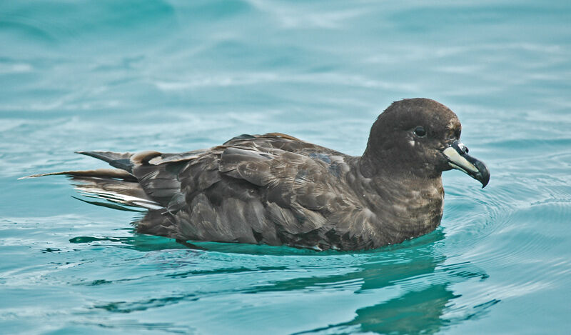 Puffin du Westland