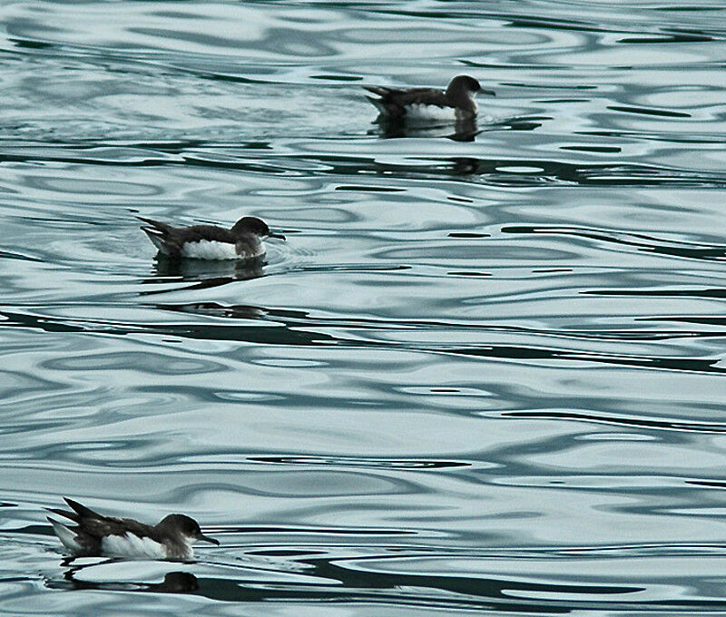 Fluttering Shearwater