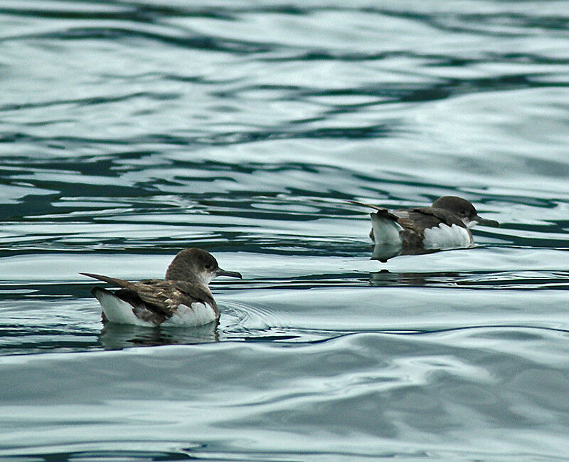 Fluttering Shearwater